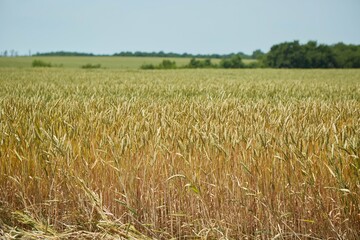 Ripe cereal ears wheat in the field. Crop grown on the farm.