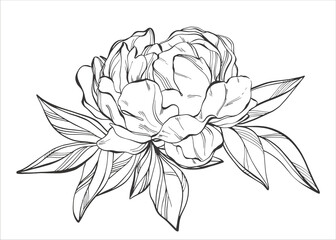 Black and white composition with peonies and leaves in realistic graphics. Vintage floral illustration for any design. Wedding card in boho style.