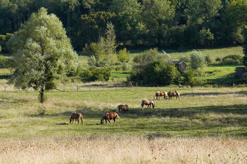 Eine Herde von Comtois Pferden auf einer Weide