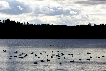 A bunch of mallard ducks swimming in fall