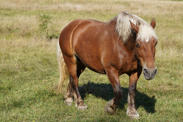 Einzelnes Comtois-Pferd auf einer Weide im Freien