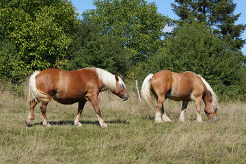 Zwei Comtois Pferde auf einer Weide im Freien