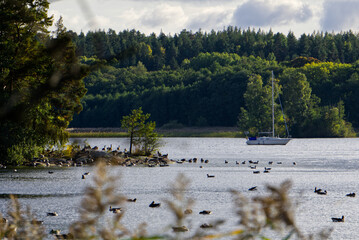 Canada geese on a island with sailboat and forest in background