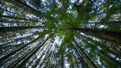 Forest landscape panorama background - Beech trees in the forest, perspective up from below