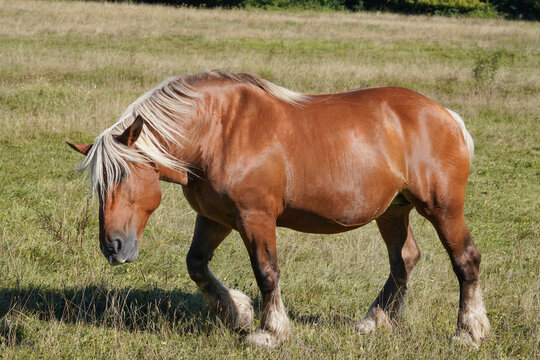 Einzelnes Comtois-Pferd auf einer Weide im Freien
