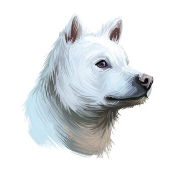 Kishu Ken, Kishu-Ken, Kishu-Inu, Kishu dog digital art illustration isolated on white background. Japan origin asian spitz dog. Pet hand drawn portrait. Graphic clip art design for web print