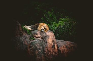 the Lions on top of their rock. sleeping and relaxing in the heat 