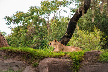 a lioness laying on top a hill in her habitat. 