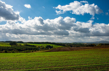 Fototapeta na wymiar 緑一面の畑と大きな雲