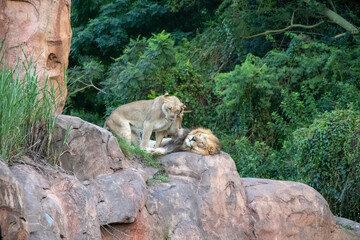 the lions getting cosy and cuddly together 