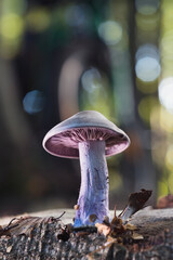Marburg, unterwegs in Natur, feine Farben, Pilze