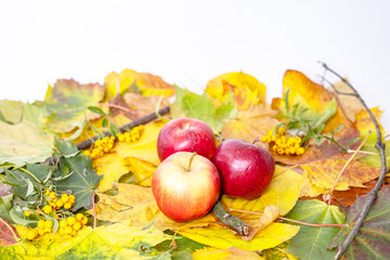 Naklejka na ściany i meble autumn apples and leaves