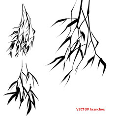 Bamboo branches painted in ink on a white background. Vector illustration