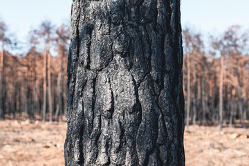 Burnt isolated tree trunk with forest in the background