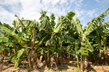 Fototapeta na wymiar antalya alanya banana trees and banana image