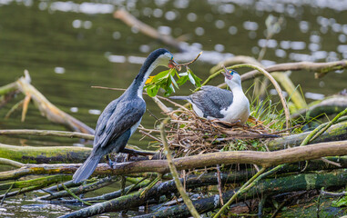 Pied Shag Building Nest for Baby