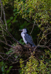 Pied Shag in New Zealand sitting on Branch