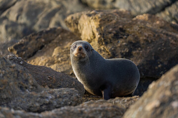 Young Fur Seal in New Zealand