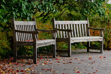 Two wooden park benches in autum with colorfull leafs