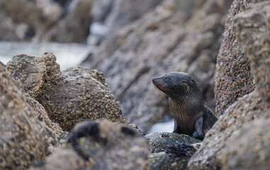 Young Baby Fur Seal in New Zealand