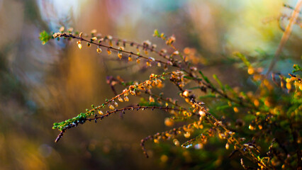 Teintes orangées chatoyantes dans la forêt des Landes de Gascogne, mise en valeur par la lumière du coucher du soleil