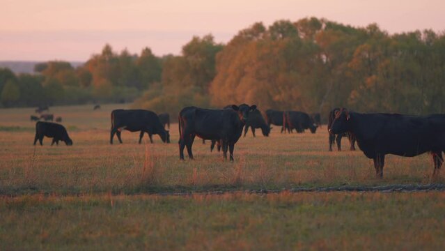 Cow in meadow during sunset. Dark cow on an summer pasture. Selective focus.