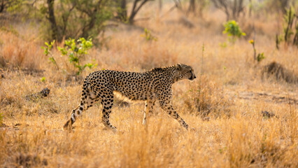 Cheetah walking during the golden hour