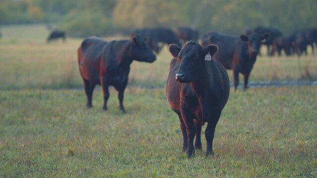 Cows eating grass on beautiful field. Black cow eating fresh spring grass. Selective focus.