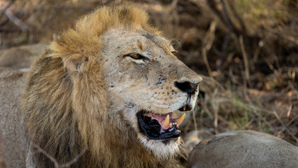 Closeup of a male lion