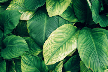 closeup nature view of tropical leaves background, dark nature concept