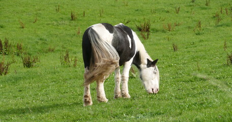 Ein Pferd frisst auf der Weide