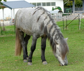 Ein Pferd frisst auf der Wiese