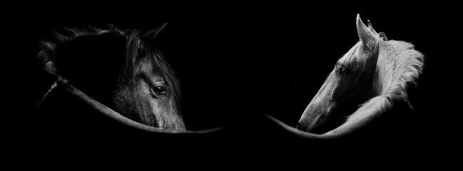 black and white horse banner in fine art style