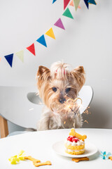 Cute domestic dog (Yorkshire Terrier) with birthday cake 