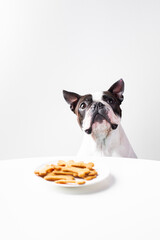 Cute dog (boston terrier) with cookies on white background