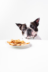 Cute dog (boston terrier) with cookies on white background
