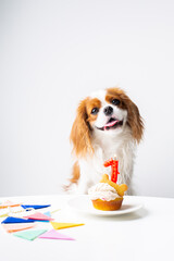 Cute dog with birthday cake and candles on white background
