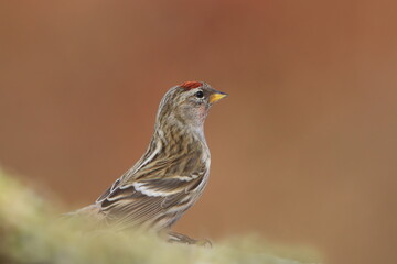 Portrait of a  lesser redpoll female.  Acanthis cabaret. 