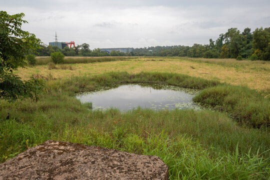 Pond And Grassland At Borim Goa India