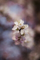 Blooming cherry blossoms in spring