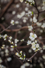 Blooming cherry blossoms in spring