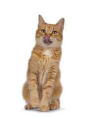 Obraz premium Funny head shot of adult sweet red house cat, sitting up facing front tongue out licking nose. Looking towards camera with beautiful green eyes. Isolated on a white background.