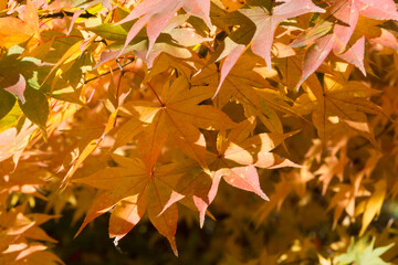 逆光の黄葉のモミジ
