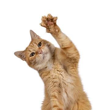 Funny head shot of adult sweet red house cat, sitting up facing front with one paw high in air waving hello. Looking towards camera with beautiful green eyes. Isolated on a white background.