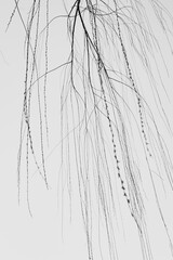 Texture of tree branches in winter. Monochrome