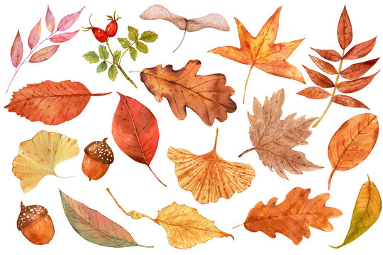 autumn leaves collection, set of fall leaves