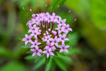 ピンクのハナクルマバソウ
