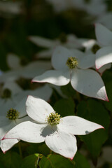 満開のヤマボウシの花
