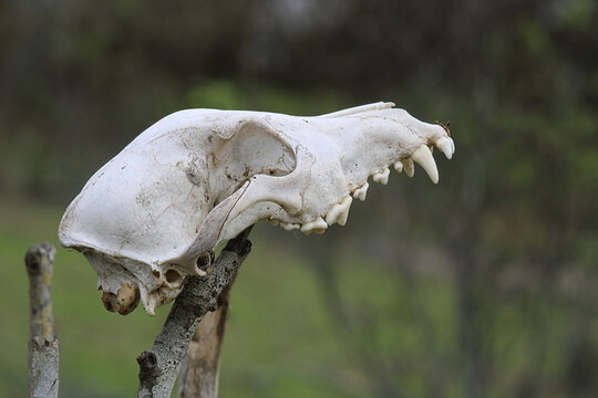 skull of a cow