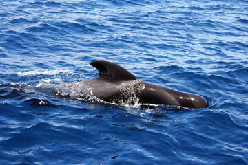 Big dolphin swimming in the blue ocean in Tenerife, Spain. Big fin. Wavy water.